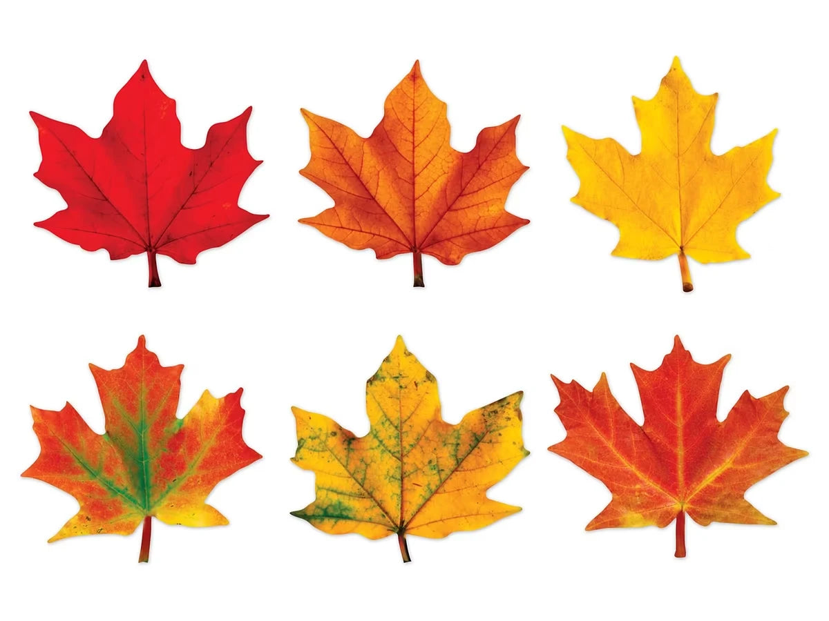 Maple Leaf Accents - US 1466