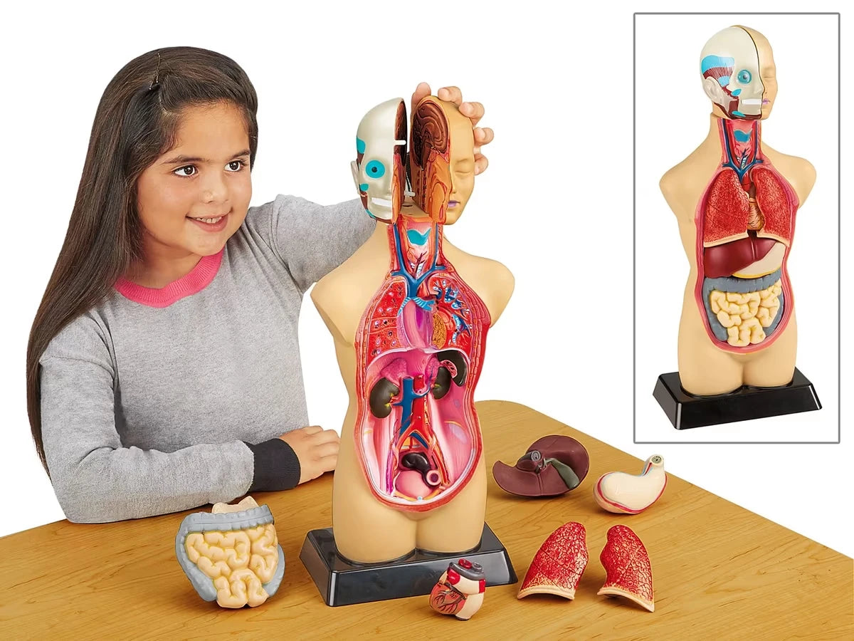 Take-Apart Human Body Model - US 5411