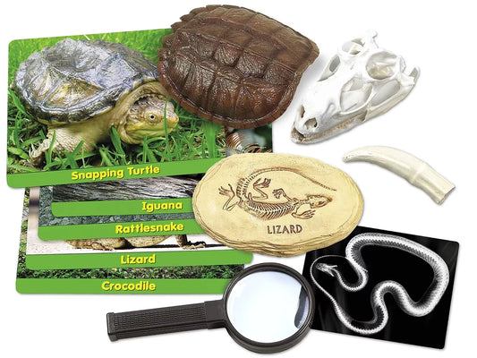 Reptiles Specimen Center - US 7573