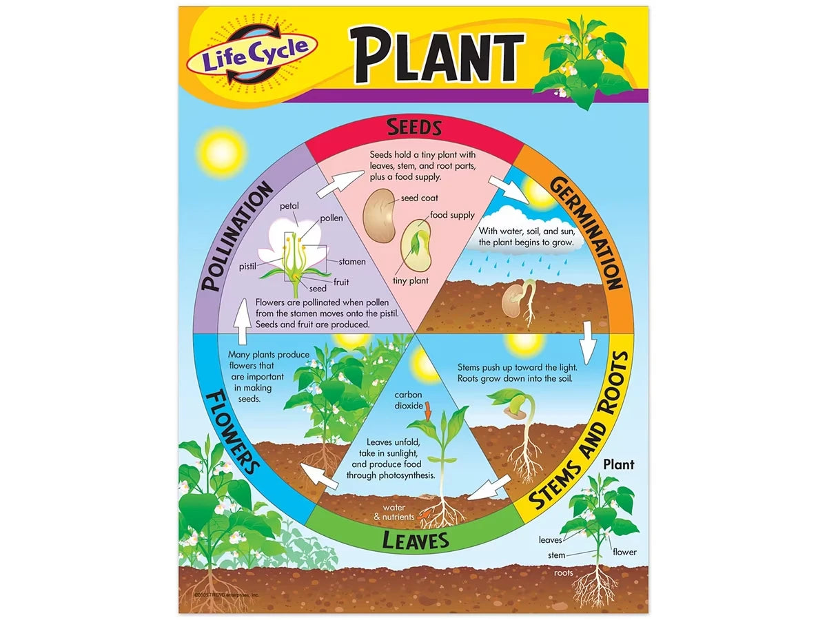 Life Cycle of a Plant Poster - US 4957