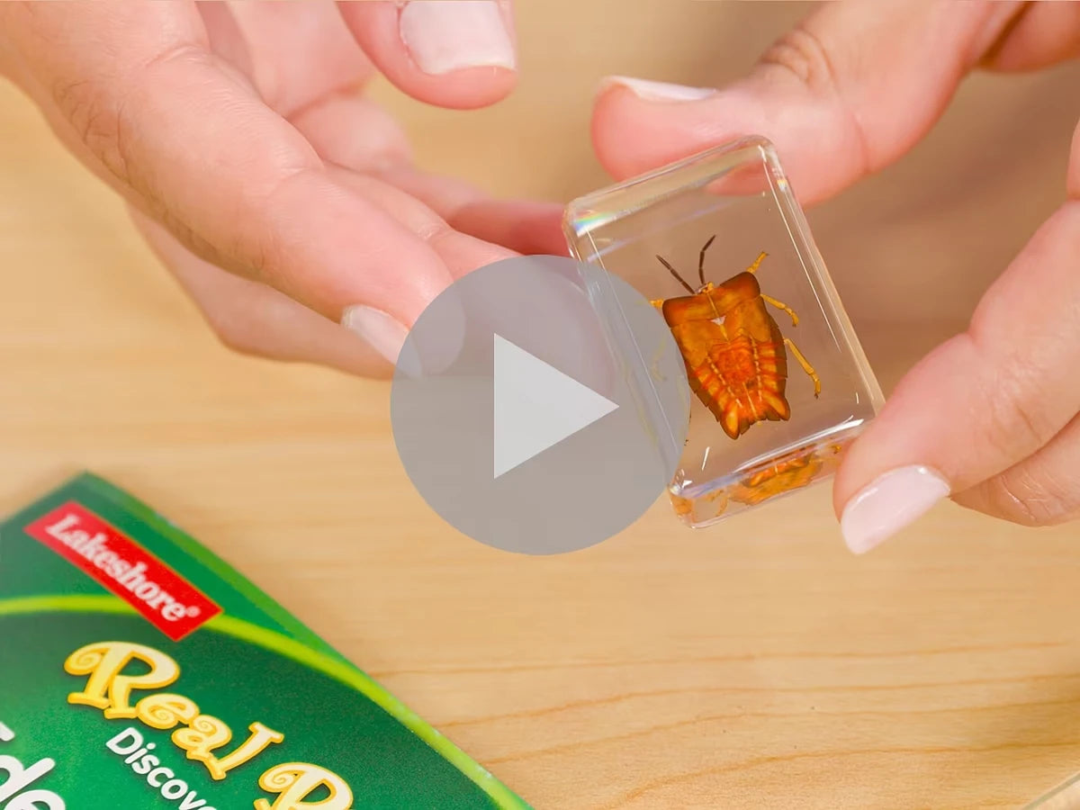 Real Bugs Discovery Kit - US 7809