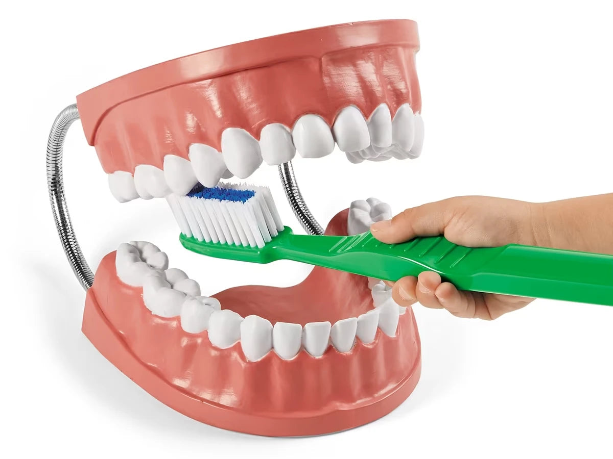 Learn to Brush Demonstration Kit - US 2287