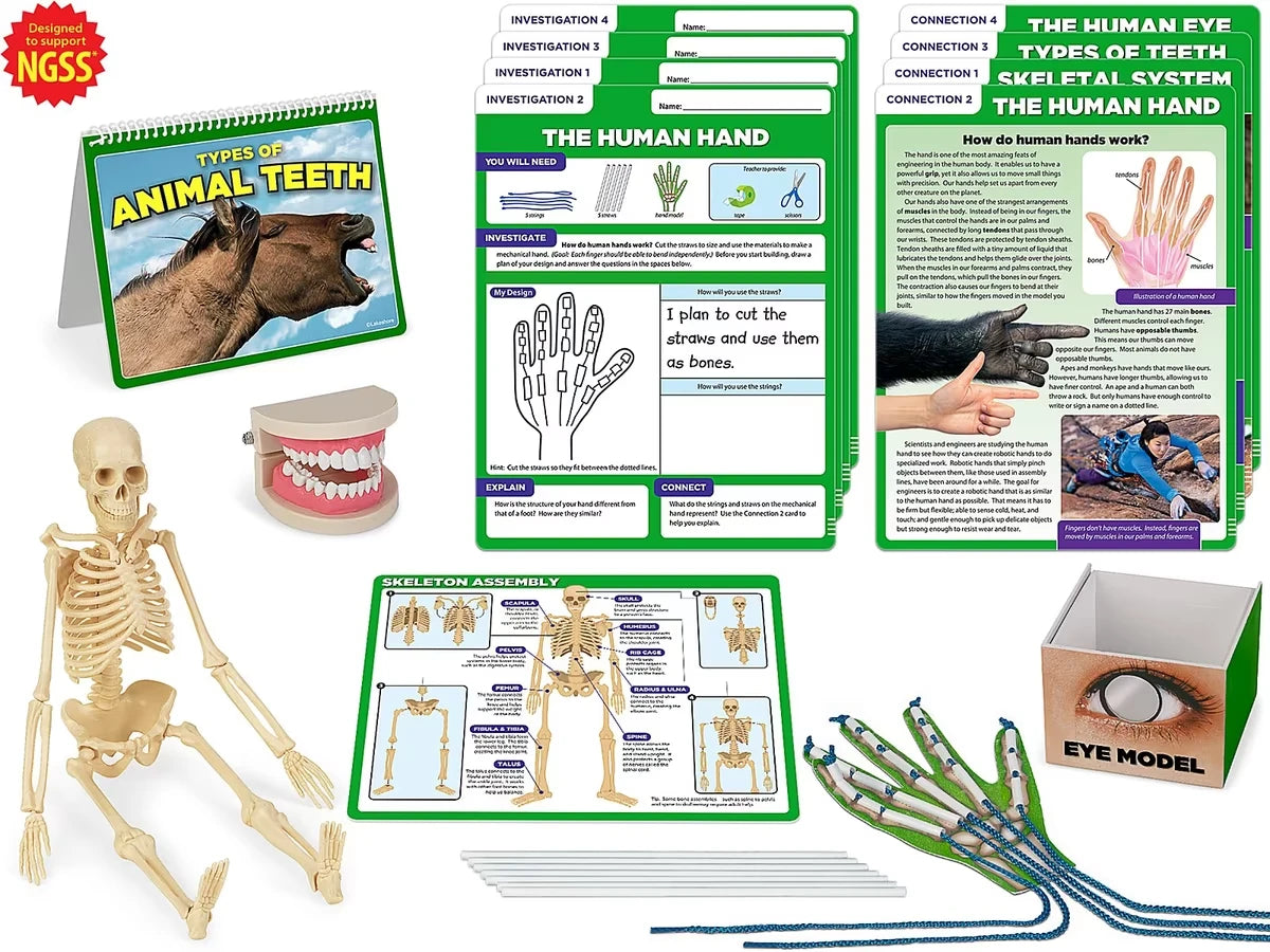 Meet the Standards Human Body Kit - Gr. 4 - US 7434