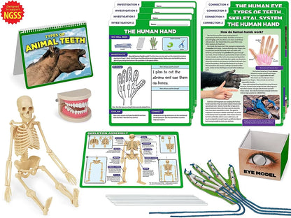 Meet the Standards Human Body Kit - Gr. 4 - US 7434