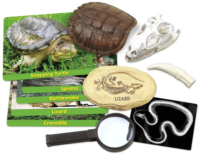 Reptiles Specimen Center - US 7573