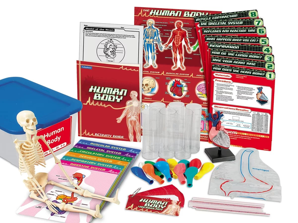 Human Body Activity Tub - Gr. 4-6 - US 2995