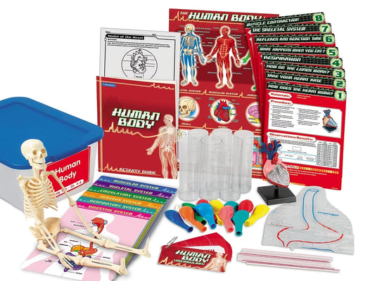 Human Body Activity Tub - Gr. 4-6 - US 2995