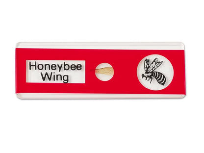 Insects Prepared Slide Kit - US 3471