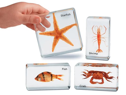 Sea Life Specimen Set - US 2229