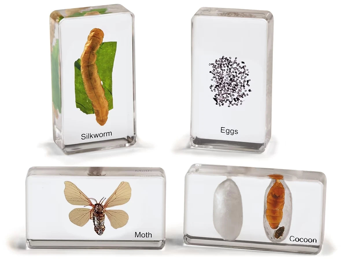 Life Cycle Specimen Set - US 1601