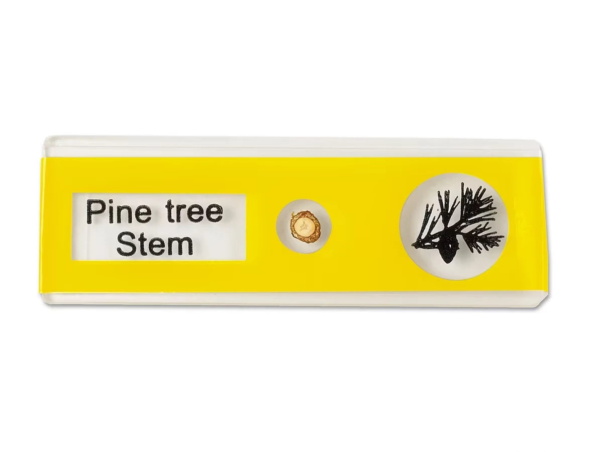 Plants Prepared Slide Kit - US 5689