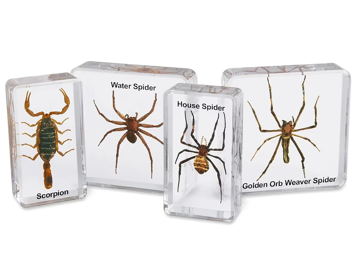 Scorpion & Spiders Specimen Set - US 6806