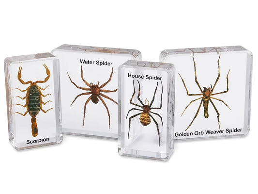 Scorpion & Spiders Specimen Set - US 6806