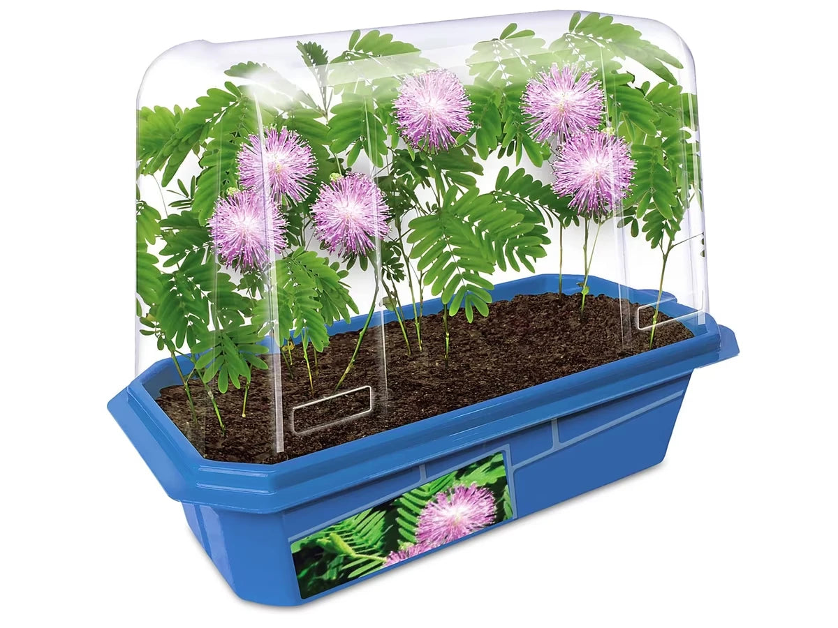 Grow-Your-Own Moving Plant - US 5429