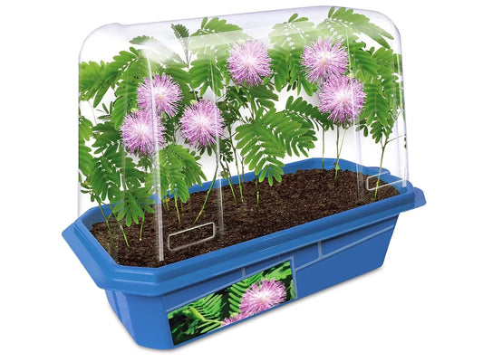 Grow-Your-Own Moving Plant - US 5429